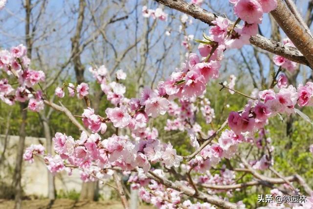 敛声息语的意思，敛声息语的意思是什么怎么造句（园林线上课堂<45>）