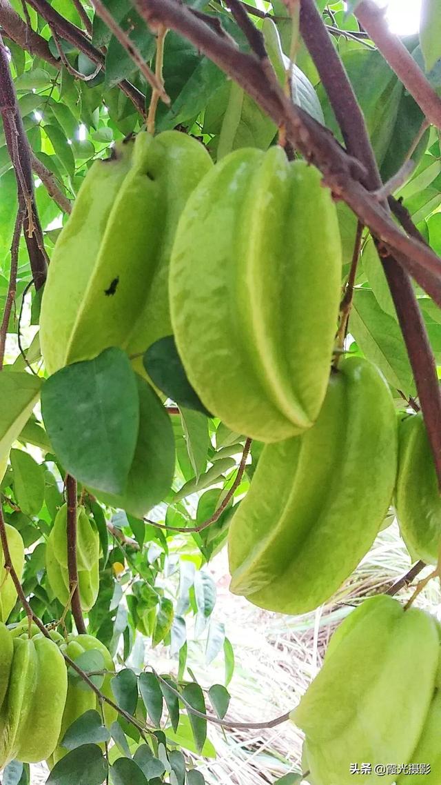 什么水果横切面有五角星，什么水果横切面有五角星纹（是“阳桃”还是“杨桃”）