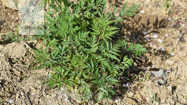 本草图经作者是谁，《本草图经》的作者（芎藭 蘼蕪 藁本）