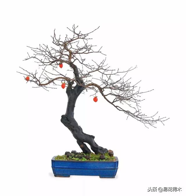 老鸦柿和金弹子的区别，老鸦柿和金弹子谁更容易养活（老鸦柿盆景）