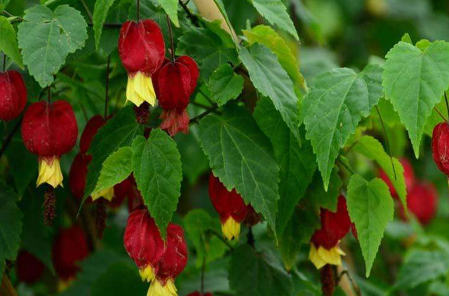 每月什么花开，每月什么花开写一个作文（23种开花植物）