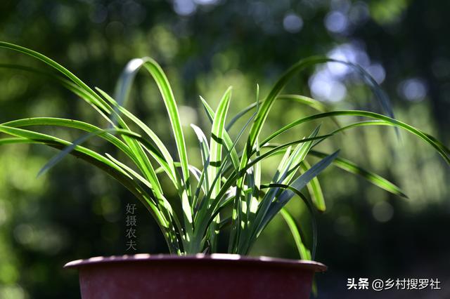 兰花黑斑病图片，兰花常见虫害和防治方法（兰花叶片的4种黑斑）