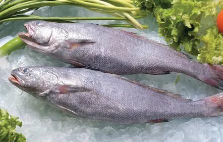 鮸鱼是什么鱼,鮸鱼价格多少钱一斤(这种鱼很少有人见过)
