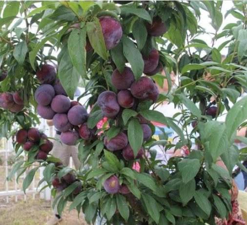 红李子的功效与作用，红心李子的功效与作用（李子的功效与作用）