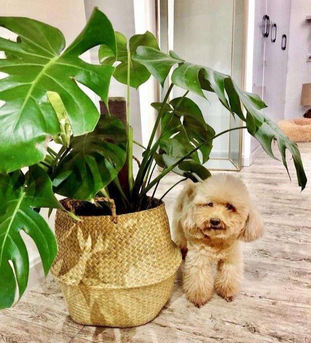 室内净化空气的植物，十大净化空气植物（5种盆栽都是宝）