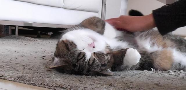 怎么确定猫认主人了，怎么确定猫认主人了猫咪能听懂话吗（猫咪最“看重”的东西）