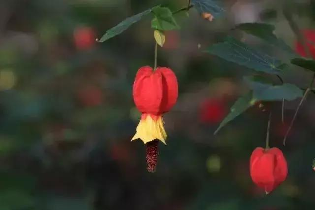 元宵节花灯种类，元宵节彩灯有哪些种类（今日元宵丨这些“花灯”见过3种算你厉害）