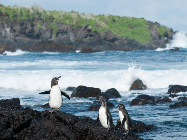 企鹅只生活在南极吗，企鹅只生活在南极吗（当年放养北极的69只企鹅）