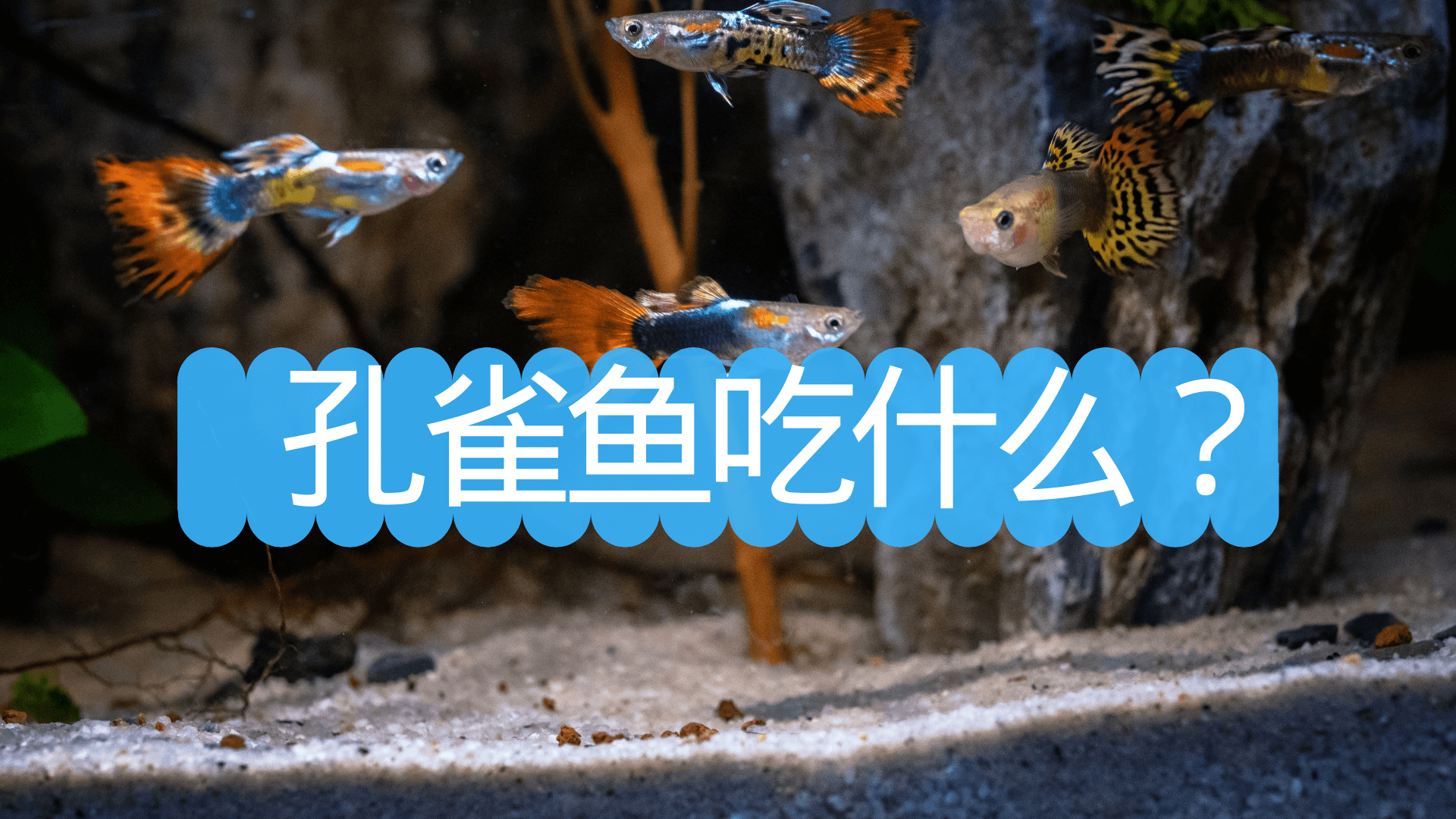 养孔雀鱼三大禁忌与科学喂食指南：避开误区，让鱼儿健康活泼成长