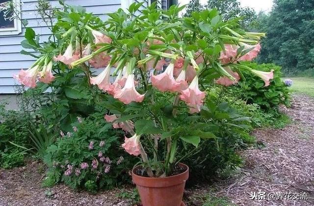 曼陀罗花有毒吗，野生曼陀罗花有毒吗（曼陀罗花为什么不太适合养在有宠物或小孩的家庭）