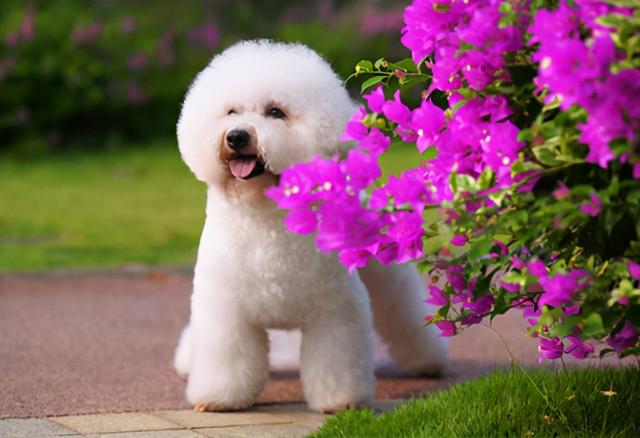 狗狗能喝纯牛奶吗，金毛可以喝纯牛奶吗（养狗一定要牢记“七不要”）