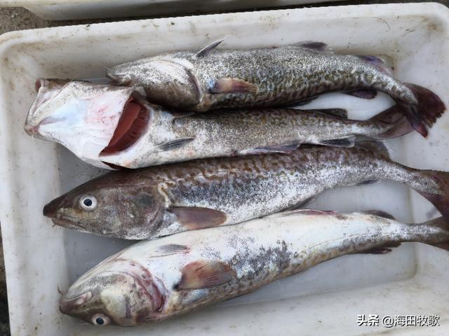 明太鱼是海鱼还是淡水鱼，明太鱼的营养价值及功效（山东日照渔港码头野生大鳕鱼）