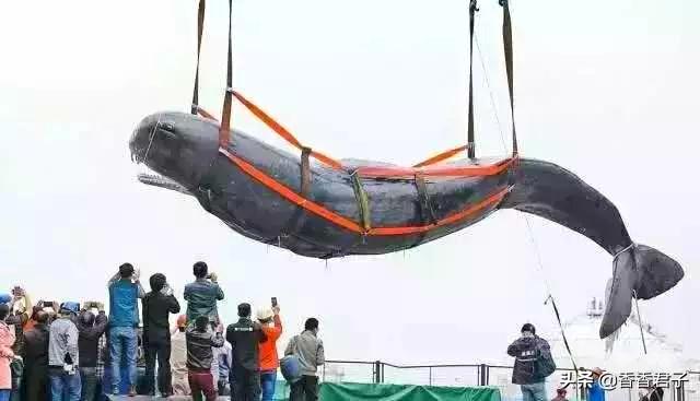 龙涎香怎么鉴别，龙涏香（排泄物却成了神秘而又昂贵的香料——龙涎香）