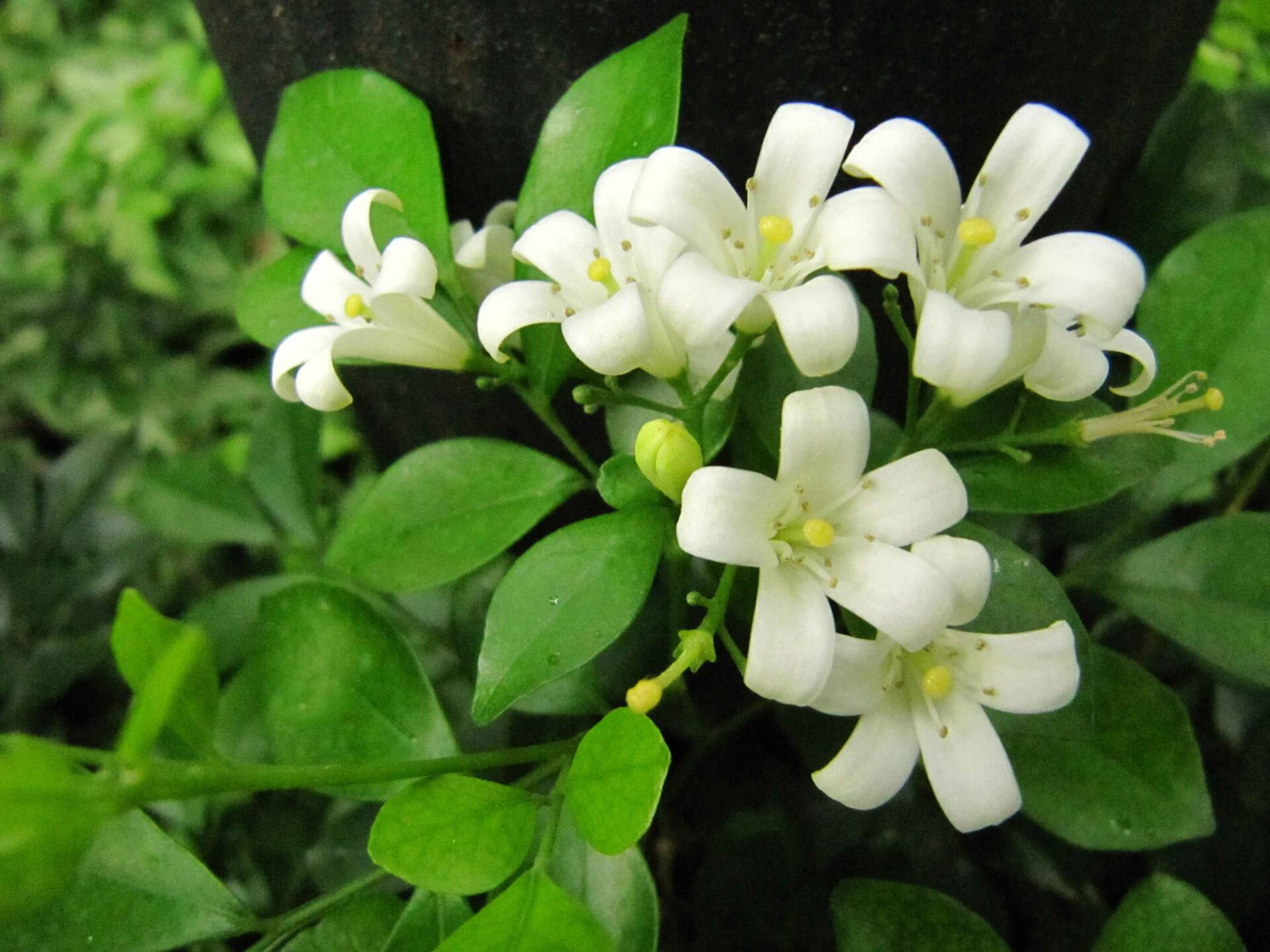 九里香花的香味(简单好养,"九里之外"还能闻到香气!) - 彝家农业网