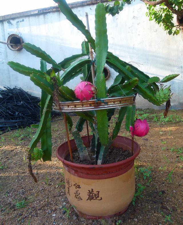 火龙果的种植方法，火龙果的种植方法和管理（家中种植火龙果）