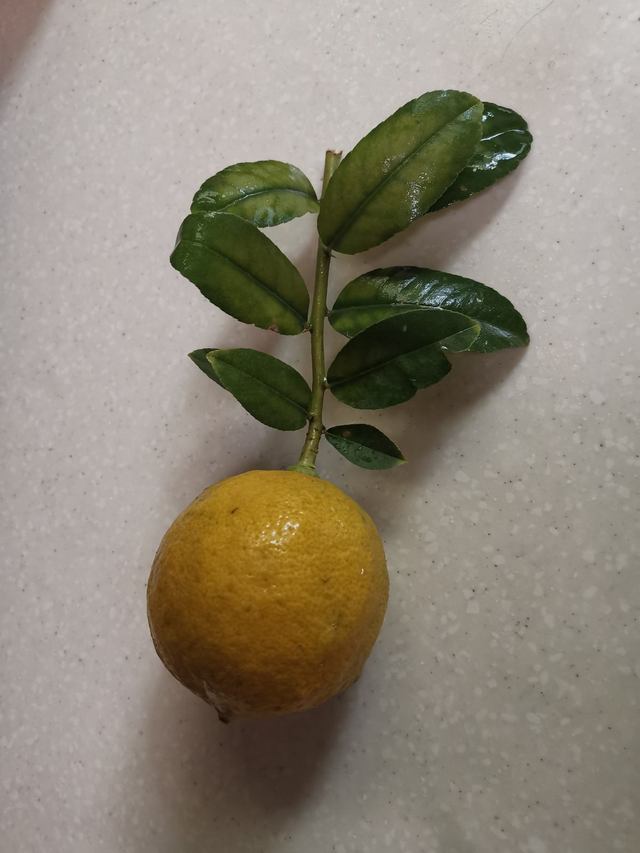 菠萝头子的种植方法，菠萝头子怎么种植（菠萝头也能成小森林）