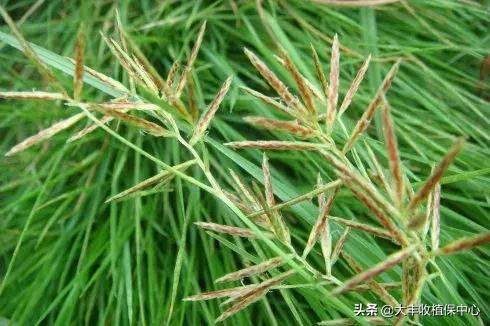 关于香附子介绍，香附子是香附（这草是世界十大恶性杂草之首）