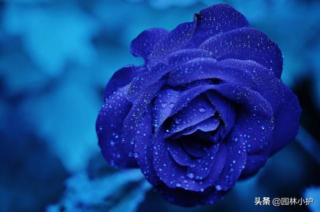 蔷薇适合送给什么人，蔷薇适合送给什么人看（盘点代表暗恋花语的10种花卉）