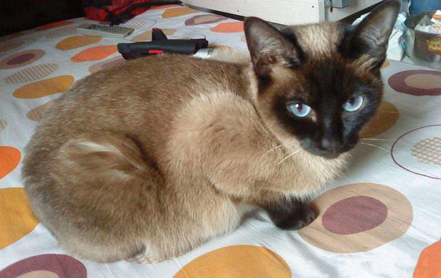 猫咪毛发颜色变黄是什么原因，气温、营养不良等原因都会导致其毛发变色