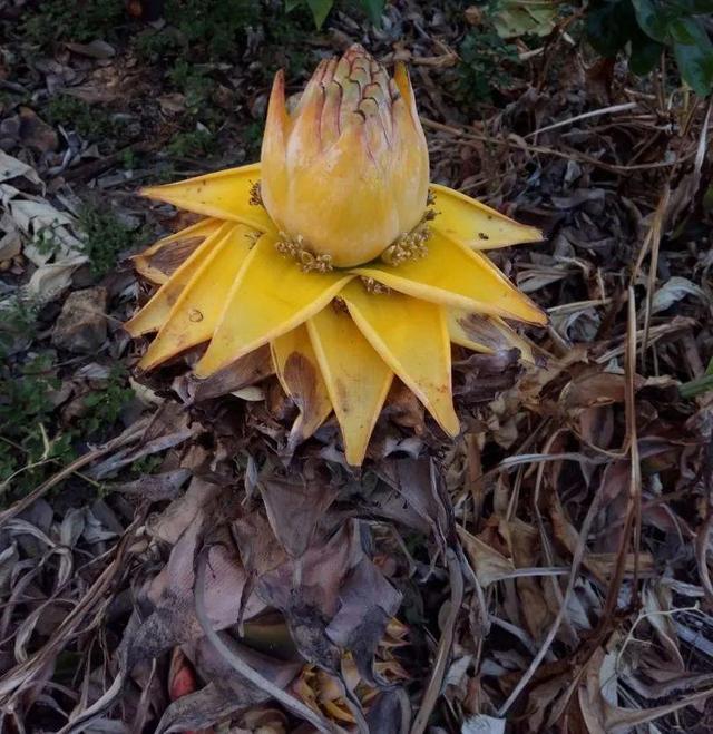 马蹄莲花期有多长，马蹄莲 花期（这花连开10个月）