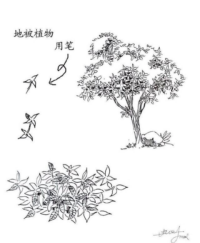 树木速写技法表现，园林树木速写（实用的植物速写技法）