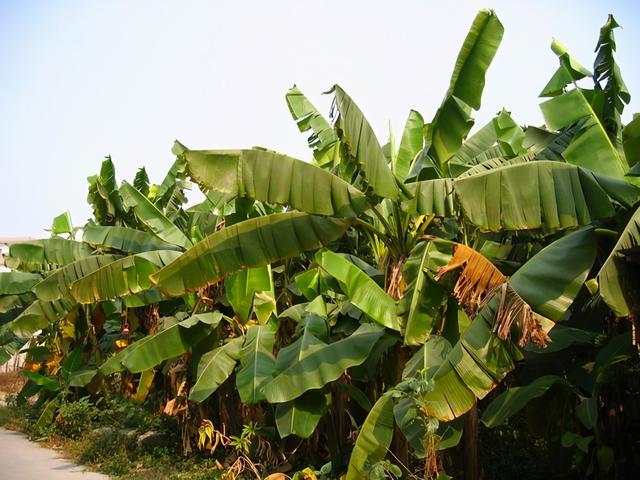 广东佛山瓷砖价格，广东佛山瓷砖价格多少钱（寻访古村落之旅：2005）