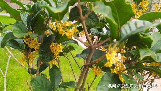 江天一色无纤尘，江天一色无纤尘是什么颜色（我言秋日胜春朝）