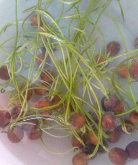 碗莲的种植方法，碗莲种植方法（花开娇艳又好看）