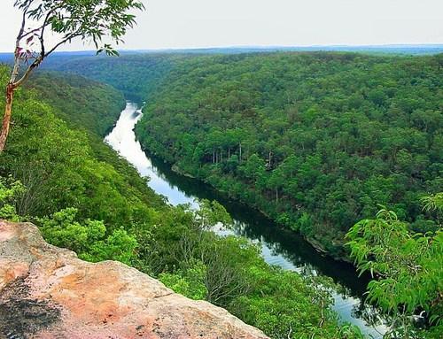 天然林、半天然林、人工林的划分和区别，天然林,半天然林,人工林的划分和区别是什么（“森林起源”“人工林”“天然林”“原始森林”“次生林”）