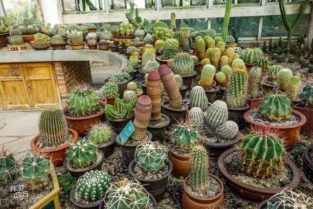 厦门万石植物园里有哪些植物，厦门万石植物园里有哪些植物花（种满多肉的植物园）