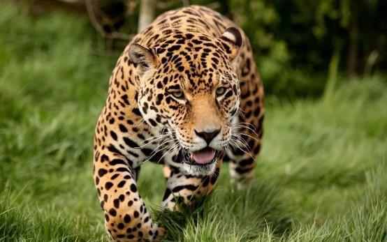 哺乳动物有哪些，世界上哺乳类动物有哪些（哺乳类动物和图片）