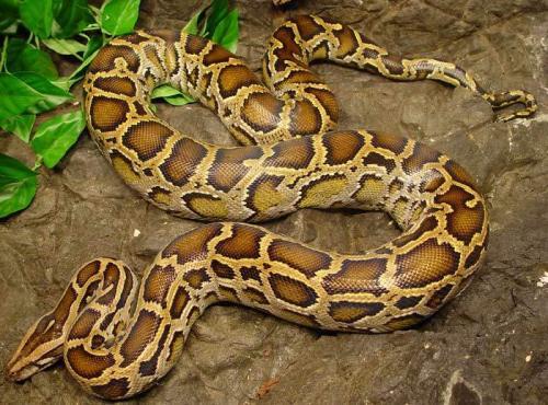 非洲巨蟒的介绍，非洲巨蟒vs泰坦巨蟒（长达七米的巨蟒在美国泛滥）