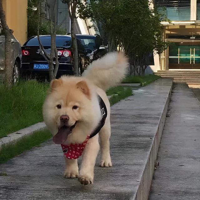 金毛犬，6种狗狗小时候和长大的对比（金毛犬的优缺点及性格）