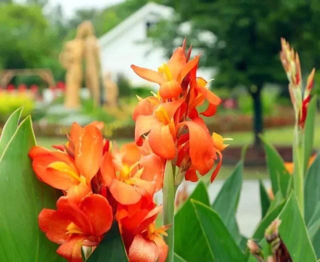 美人蕉（美人蕉花），秋天的美人蕉尤其美艳（美人蕉花色）