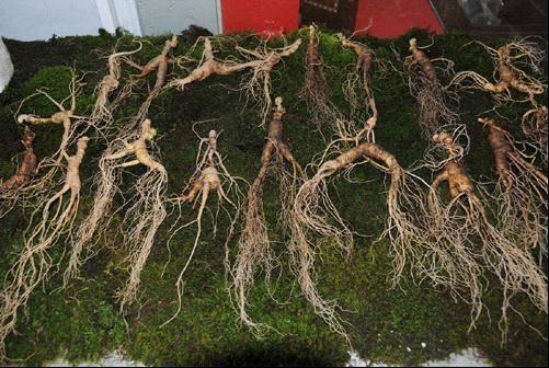 买红参怎么挑选 红参怎么保存最好，买红参怎么挑选（长辈滋补最佳红参怎么挑）