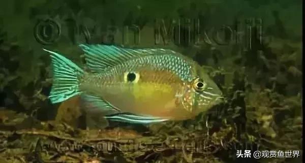 怎样分月光鱼的公母,热带鱼月光如何区分公母(浅谈黄腹月亮宝石及选购、饲养和繁殖心得经验) 怎样分月光鱼的公母,热带鱼月光如何区分公母(浅谈黄腹月亮宝石及选购、饲养和繁殖心得经验)