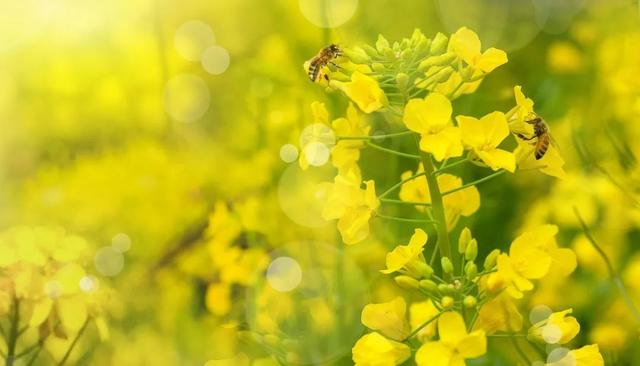 波澜不兴是什么意思，波澜不惊是什么意思（26个春天的成语）