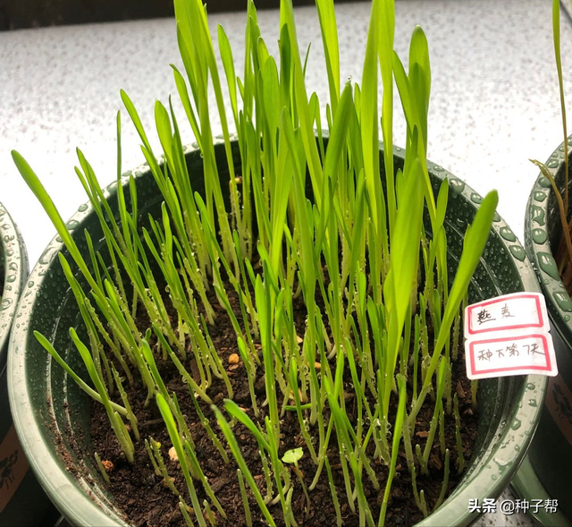 燕麦是什么植物，麦类植物有那些（如何收获利用，种植效益如何）