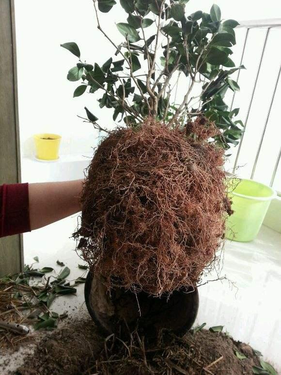 盆栽茶花怎样配土，盆栽茶花怎么配土（分享3个简单的配土方法）