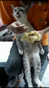 猫可以吃榴莲吗，猫咪讨厌榴莲吗（如果你家猫咪受得住那个味儿）