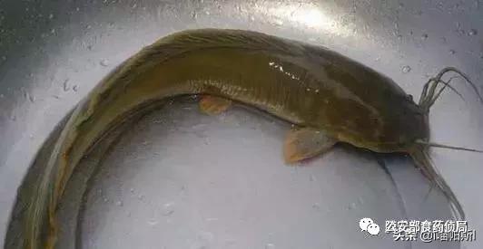 网上流传的吃人塘鲺是真的吗，高州食人大塘鲺（公安部提醒：这些外来物种）