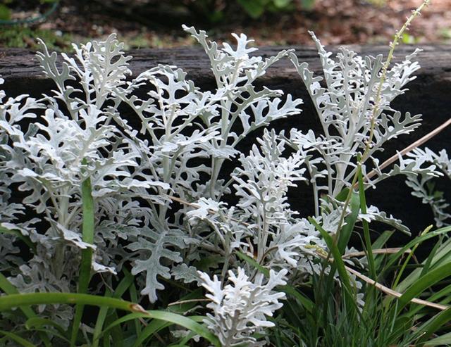 春天的植物有哪些，春天常见的植物（“24种”适合冬天种植的花草）