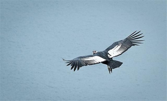 安第斯神鹫吃什么，安第斯神鹰吃狮子（秘鲁出现世界上最大的猛禽神鹫）