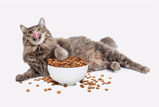 性价比高的猫粮，又便宜又好的猫粮排名前十（猫粮良心推荐，6款性价比好粮）