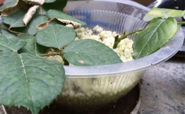 自制雾状小喷壶，自制实用喷水壶（它是扦插万能土）