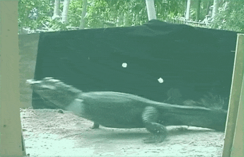 关于鳄鱼的资料，鳄鱼速度18km/h