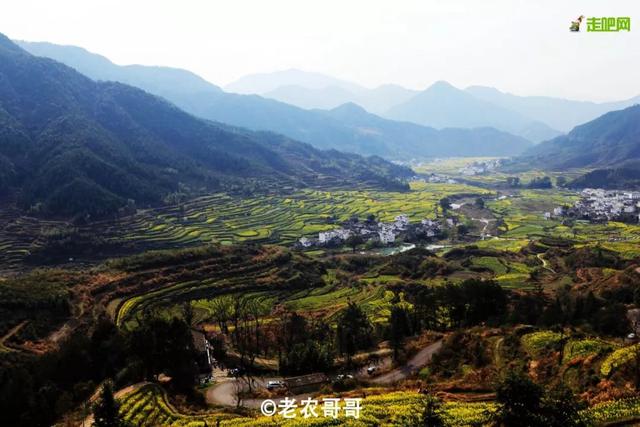 油菜花开的季节，适合家庭室内养的花与绿植（2019年全国油菜花开放时间表）