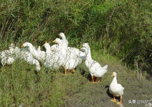 蝗虫最怕的四种天敌，但并非什么鸭子都能上阵杀蝗