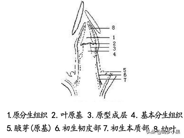 树干为什么是圆的，为什么树干都是圆的（茎对于猕猴桃的作用有多大）
