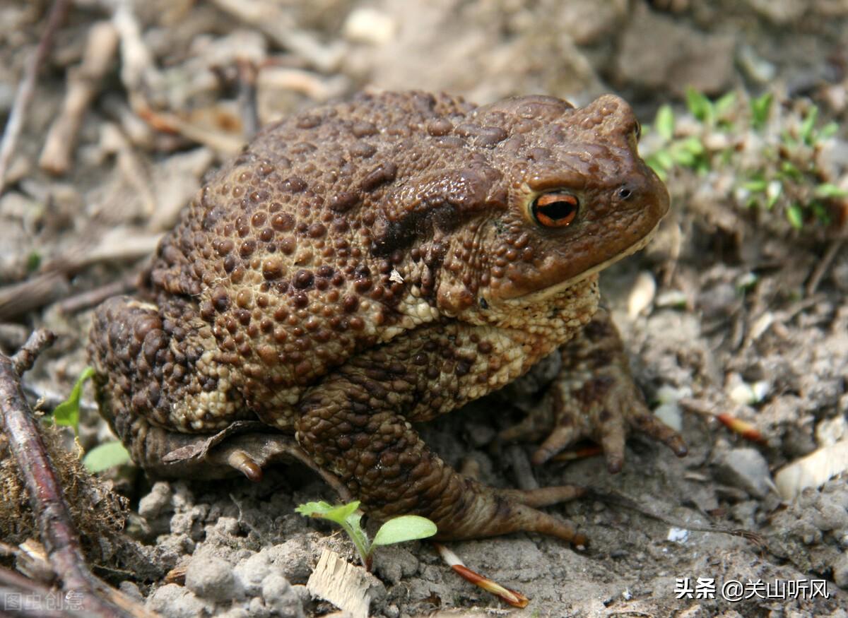 模样十分丑陋,且有一定的毒性,被古人所谓的五毒(即五种动物毒蛇,蝎子